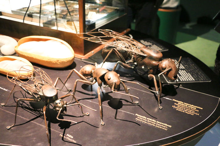 musee_hist_nat_nantes_11.